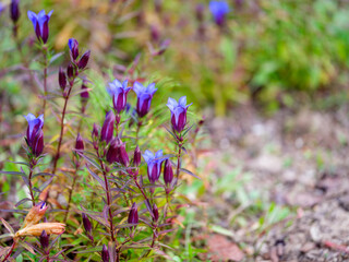 Close-up photo of blue Gentian flowers (scientific name: Gentiana scabra) in bloom during autumn
