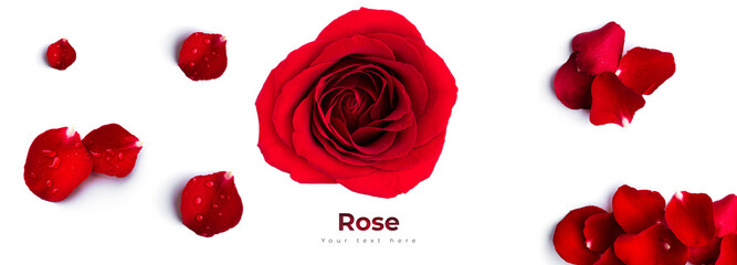 Red rose flower isolated on a white background. High quality photo