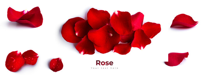 Red rose flower isolated on a white background. High quality photo