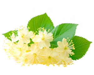 Group of yellow linden flowers blooms with green leaves on transparent background