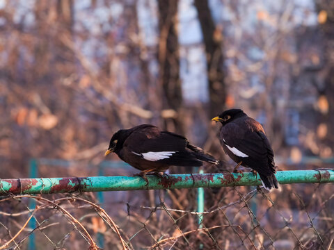 black winged blackbird, Common mynas (Acridotheres tristis), also known as Afghan starlings