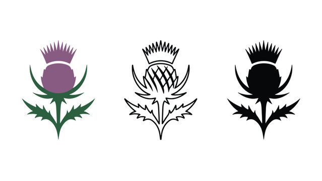 Three thistle flower logos in different colors and styles on white