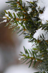 snow on the branches of pine
