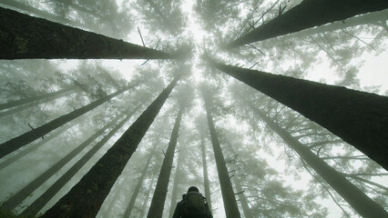 A hiker stands in a dense forest, gazing up at towering trees shrouded in fog, ideal for serene nature imagery.