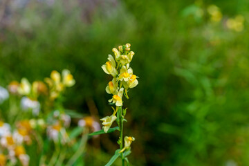 Close-up photo of yellow Linaria vulgaris (Linaria vulgaris) flowers in bloom during autumn