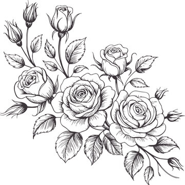 Black and detailed hand drawn roses with buds and leaves stems botanical