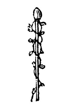 Thyrse inflorescence, showing its complex branched structure with multiple flowers, reproductive parts, and growth pattern, old vintage illustration, 1897
