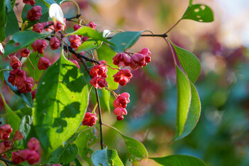 Close-up photo of red Euonymus hamiltonianus berries ripening in autumn