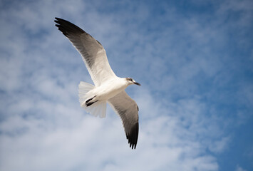 Sea gull with beak and feather. Laughing Gull. Seagull sitting outdoor. Laughing seagull at the sea. Seagull near water. Sea gull bird. Fauna and nature. Seagull bird observing the water. Coastal bird