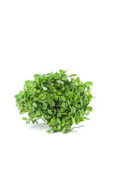 Fototapeta premium Fresh Alfalfa Microgreens Sprouts - Organic Farm Produce