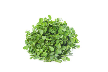 Obraz premium Fresh Picked Alfalfa Microgreens - Edible Crop
