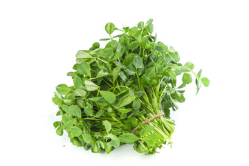 Obraz premium Fresh Picked Edible Green Clover Microgreens Bunch