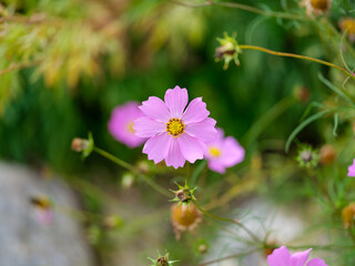 Close-up photo of pink cosmos flowers blooming in autumn