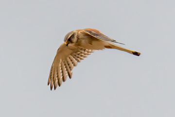 Australian Kestrel also known as the Nankeen Kestrel flying and hunting in the overcast sky.