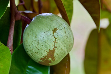 Green raw Star apple growing on tree