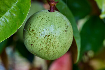 Green raw Star apple growing on tree