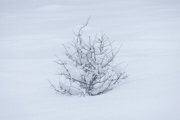 A small, bare shrub partially covered in snow in a winter landscape. An isolated deciduous shrub in the deep snow on the field