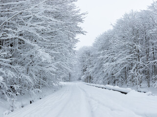 A serene moment of a snow-covered road winding through a winter forest. A snow-covered forest road