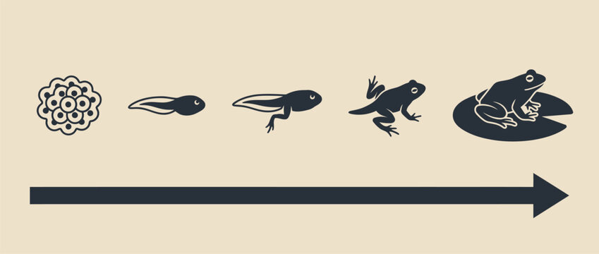 Frog life cycle metamorphosis process vector illustration