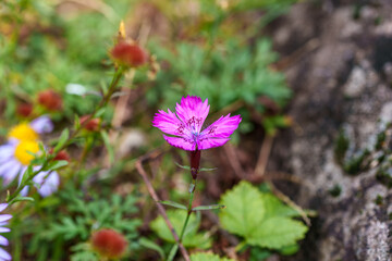 Close-up photo of purple Dianthus flowers (Dianthus chinensis) blooming in autumn