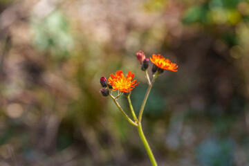 Close-up photo of red hawkweed (Pilosella aurantiaca) flowers in bloom during autumn