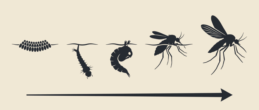 Mosquito life cycle growth stages vector illustration