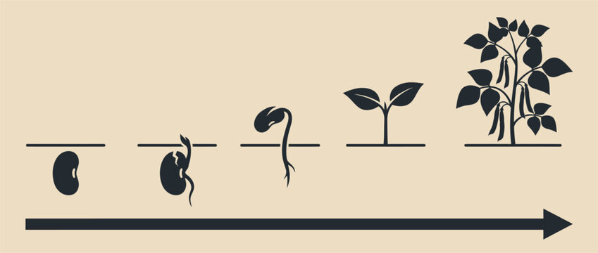 Bean plant growth stages from seed to harvest vector illustration