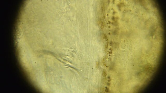 1000X Oil Immersion Microscope showing Algae Cells Moving Through Aeolosoma Worm Digestive System