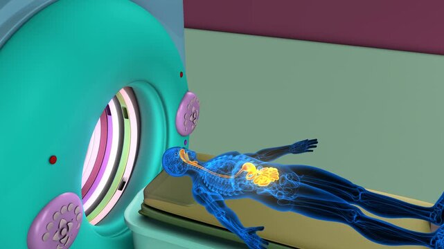 Male digestive system anatomy with CT scan. 3d illustrations