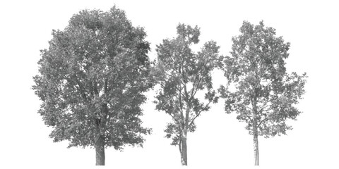 Three deciduous trees with lush foliage isolated on a crisp white background