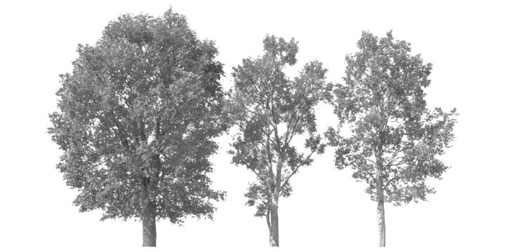 Three deciduous trees with lush foliage isolated on a crisp white background