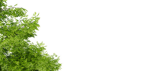 Obraz premium green tree branch 