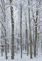 A beautiful forest scene during winter, with bare trees heavily coated in snow. Winter forest with snow covered trees