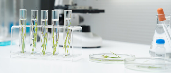 Environmental science, scientists examining plant genetics in test tubes, laboratory testing, laboratory experiments on green plants, testing for chemical residues, food safety.