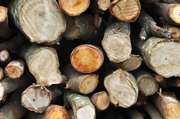 Stacked Cut Tree Logs with Visible Wood Grain Texture