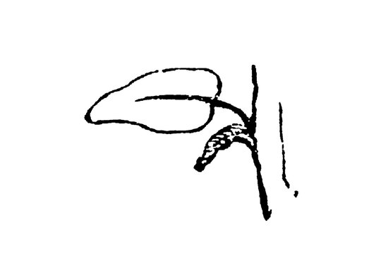 Botanical stipules at leaf base with detailed morphology, showing appendages in plant anatomy, old vintage illustration, 1897