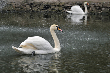 Couple of white  mute swans (cygnus olor) swiming in the pond near fountain. Wild birds, wildlife , fauna, protection of nature.