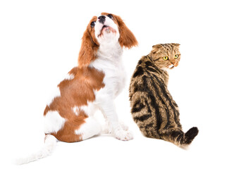 Spaniel puppy and cat Scottish fold sitting together with your back isolated on white background