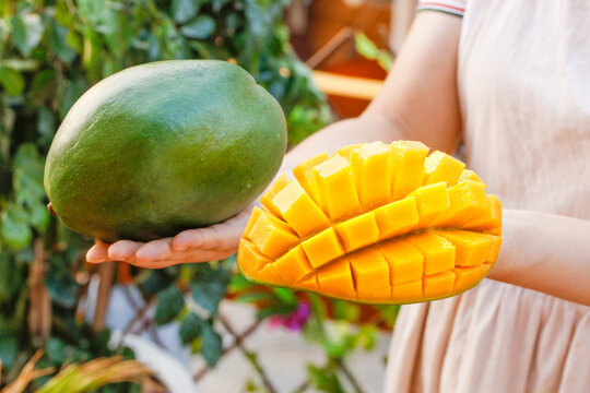 Fresh Green and Yellow Mango in Hands, Panzhihua Sichuan