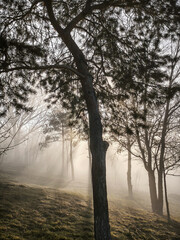 morning in the forest, picturesque sunrise in a foggy forest