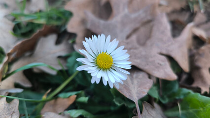 blooming daisy between dry leaves