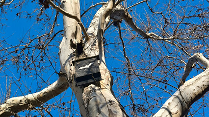 bare plane tree seen from low angle against the blue sky