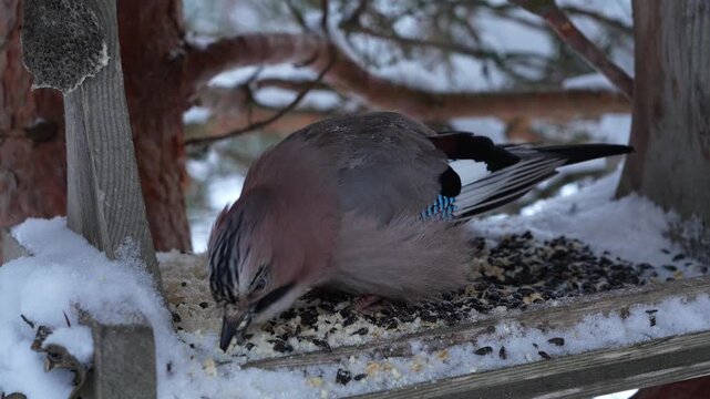 The jay is eating in the bird feeder