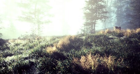 A tranquil forest emerges amidst dense fog, with towering trees obscured by mist. Sunlight filters through the foliage, revealing lush green grass and vibrant flora, creating a serene atmosphere.