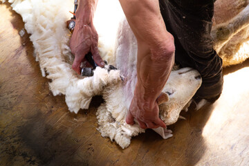 Shearer pins sheep down and shears wool from neck. In Wellington Region, New Zealand. Overhead view.