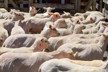 Flock of Romney sheep immediately after being shorn, some showing cuts and blood from the shearing. In Wellington Region, New Zealand.