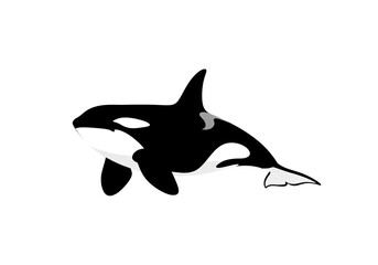 Obraz premium Orca Killer Whale Side Profile Simple Graphic Isolated On White Transparent Background
