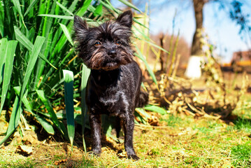 Black dog of the Yorkshire Terrier breed stands by a green bush. The dog has a collar. The dog basks in the sun. City. Dog training. The photo is horizontal and blurred