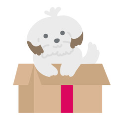 Cute shih tzu in box
