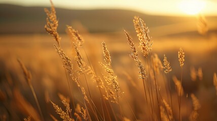 Detailed Close-up of Golden Grass Stems in Sunlit Field at Sunset, Nature Background